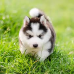 winter pups