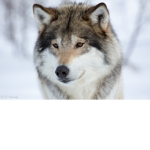 FLuffy Wolves........ ;-;