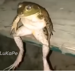 The Little Obby