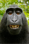 JIMMY THE MONKEY STUDIOS