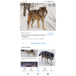 The Wolves girls pack