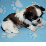The Shih Tzu club
