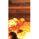 the Great chickens