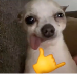 Panitas156
