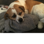 DOGS_UNITED_dogs