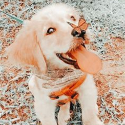 ˊ ˗