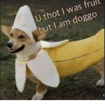 Doggo group xd