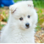 Dog fan groupQ