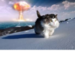 The union of cats