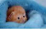 Elise cheer squad for kittens