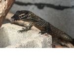 ThunderLizard