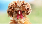 THIS IS GROUP WITH ALOT OF CHICKENS>:]............