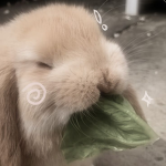 ‹ Sukuras ›
