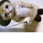 Slayer Kittens