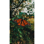 ~*The Butterfly Squad*~