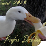 Kayla's Ducklings<3