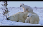 Kimi's bear pack