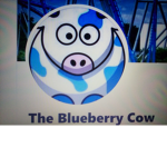 The blueberry cow