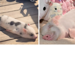 Piggy mom
