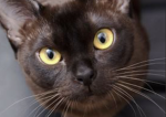 Cat group for ppl who like catz