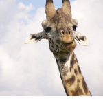 spoiled Giraffe gang