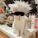 Cats for..ever!