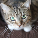 CAT MEOWING STUDIO