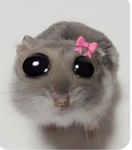 Apaikonbaigpro