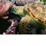 Sea Water Nature