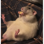 Jimmy Nobs