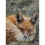 We love foxes a group for people who are foxes