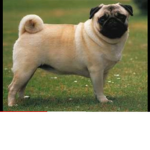 Fun pugs
