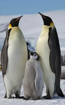 Penguins peoples