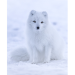 Foxlinn Family