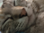 My Cat's Clothing Group