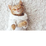 Adorable Cats Pack