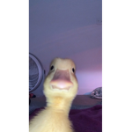 Duck and jj