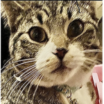 Normal cat