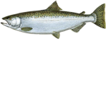 Salmon Kingdom