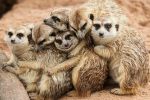 Milly's Meerkats!