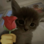 Qkuzxey