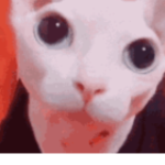POTATO LOVES HeNLO NoW