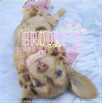 - [ Brooke's angels ] -