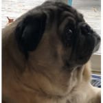 Pugs Kingdom