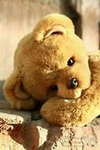 les ours en peluche
