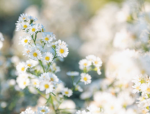 Shining Daises