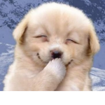 웃는 강아지 그룹