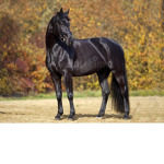 Fan d'équitation