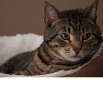 SrixontheCat’ Group