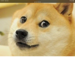 Dogechickennugget